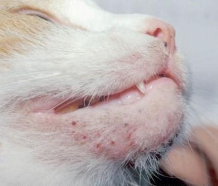 猫咪偷吃葡萄真的会中毒吗? 猫咪偷吃葡萄真的会中毒吗?