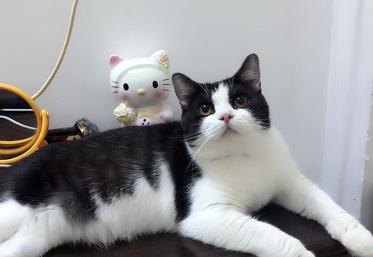 为什么我家猫主子总对我爱搭不理？