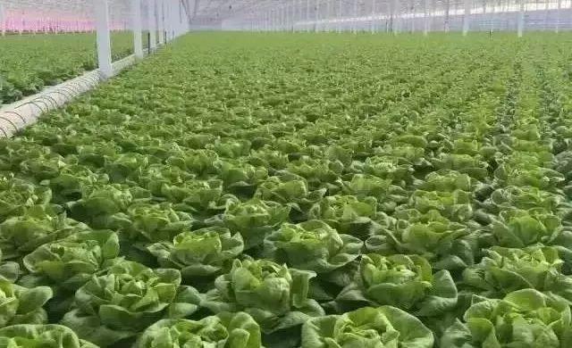 网上菠菜真的能赚钱吗? 网上菠菜真的能赚钱吗?