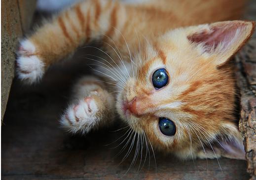 梅西夺冠照片到底该怎么找才不踩坑? 梅西夺冠照片到底该怎么找才不踩坑?