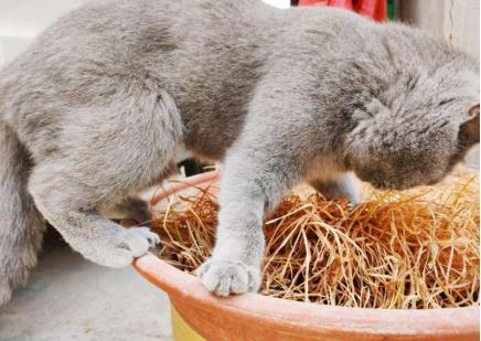 2013蛇年运程到底怎么破?宋韶光说的准不准? 2013蛇年运程到底怎么破?宋韶光说的准不准?