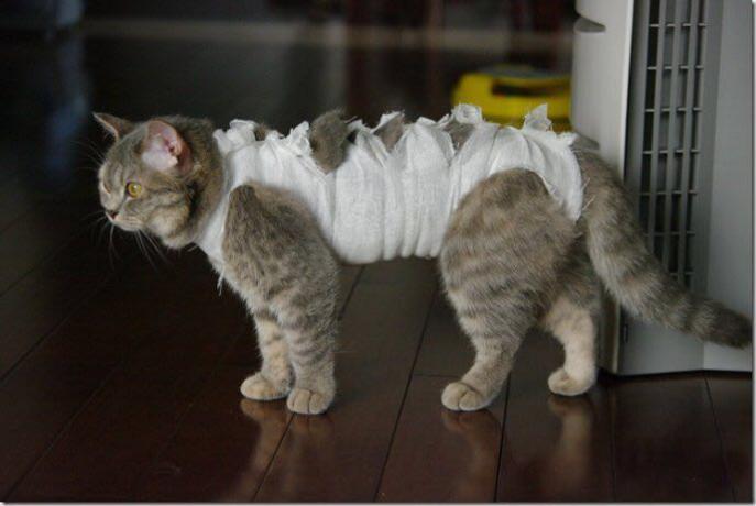 新手养猫遇到问题该直接带去医院吗? 新手养猫遇到问题该直接带去医院吗?