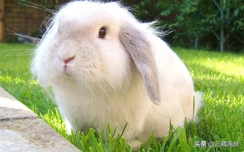 猫咪拉肚子挠耳朵?可能你忘了这个关键步骤! 猫咪拉肚子挠耳朵?可能你忘了这个关键步骤!