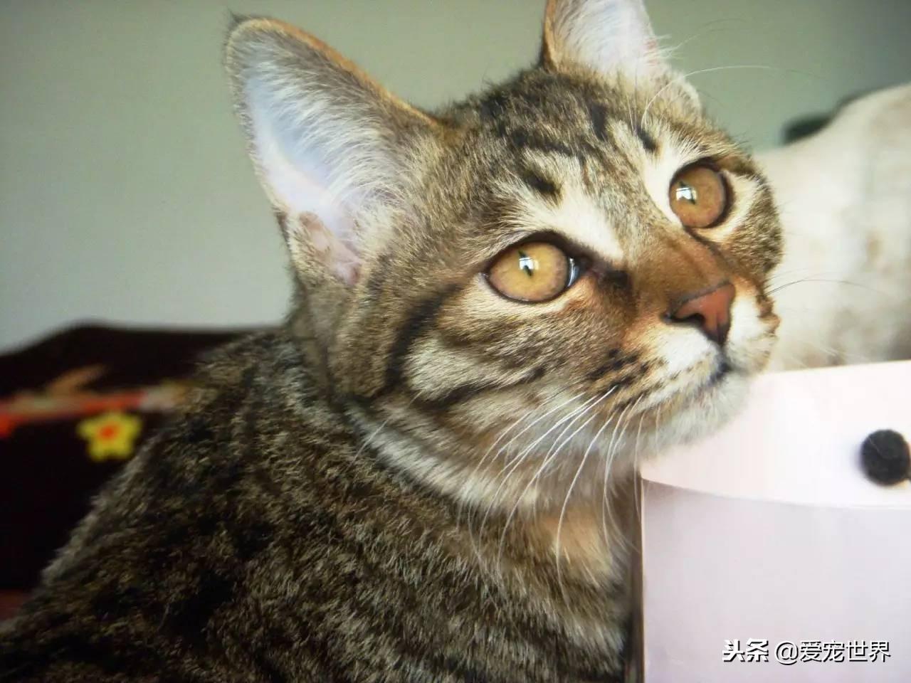 猫咪突然抖成震动模式?这到底是撒娇还是求救信号? 猫咪突然抖成震动模式?这到底是撒娇还是求救信号?