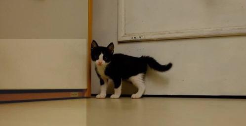 奔驰E200L:豪华轿车的性价比之选,动力与舒适如何兼得? 奔驰E200L:豪华轿车的性价比之选,动力与舒适如何兼得?