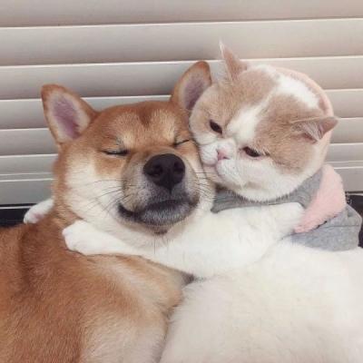 抱猫情侣头像怎么拍才能萌出血? 抱猫情侣头像怎么拍才能萌出血?