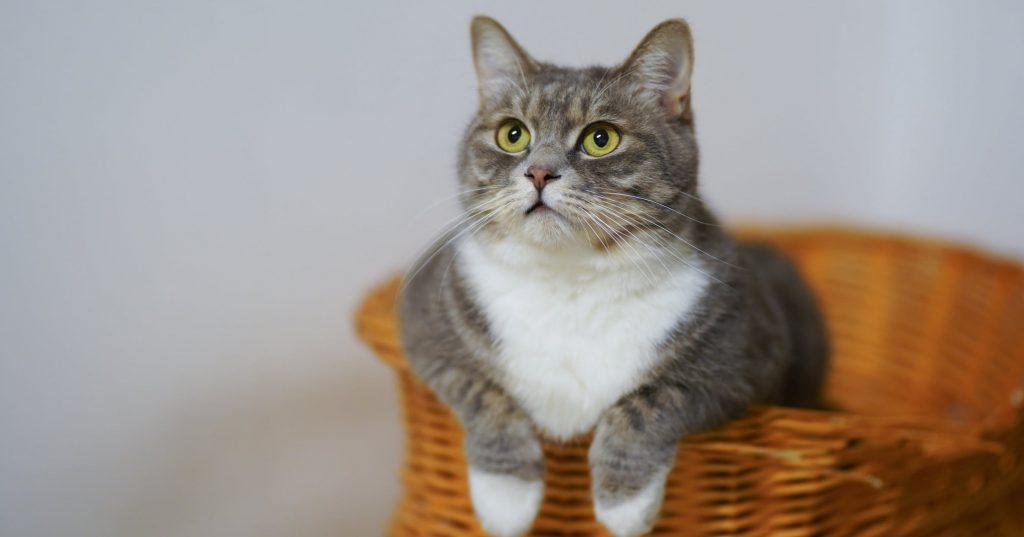 猫咪下巴突然肿了?可能是唾液腺囊肿在作怪! 猫咪下巴突然肿了?可能是唾液腺囊肿在作怪!