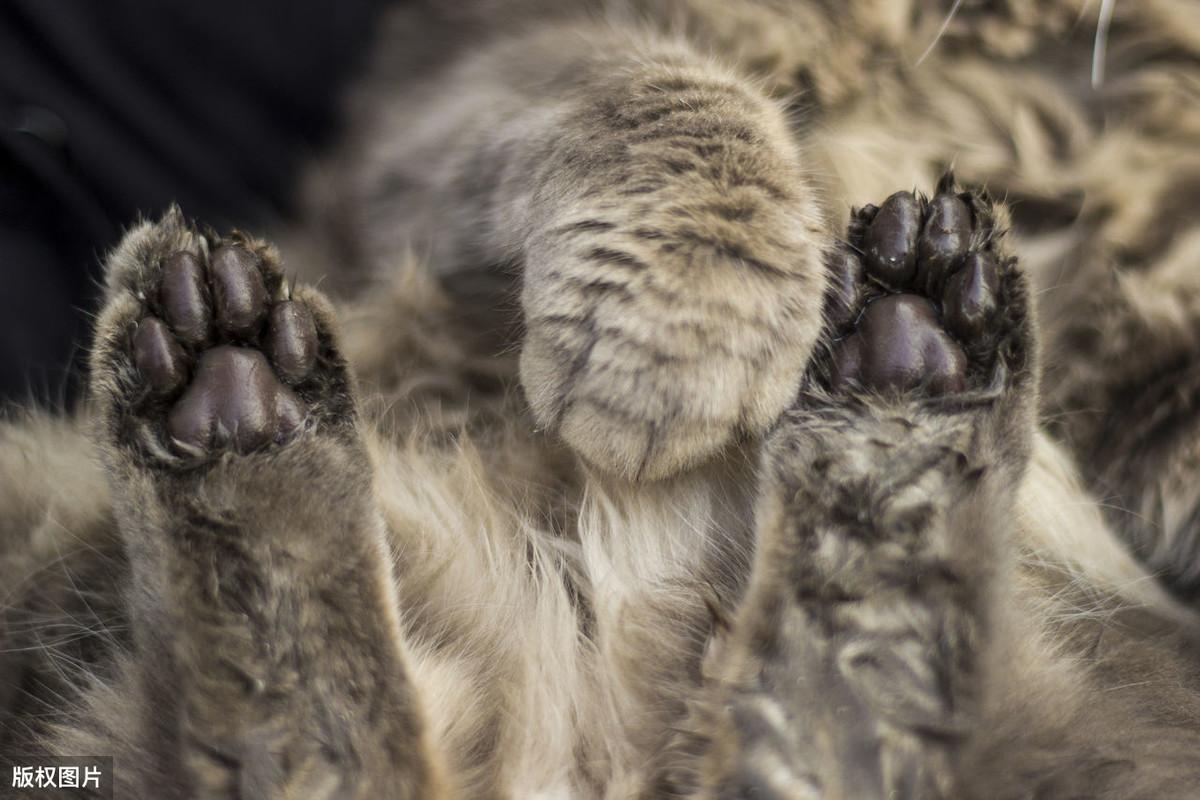 猫咪生了一天还没动静？这正常吗？