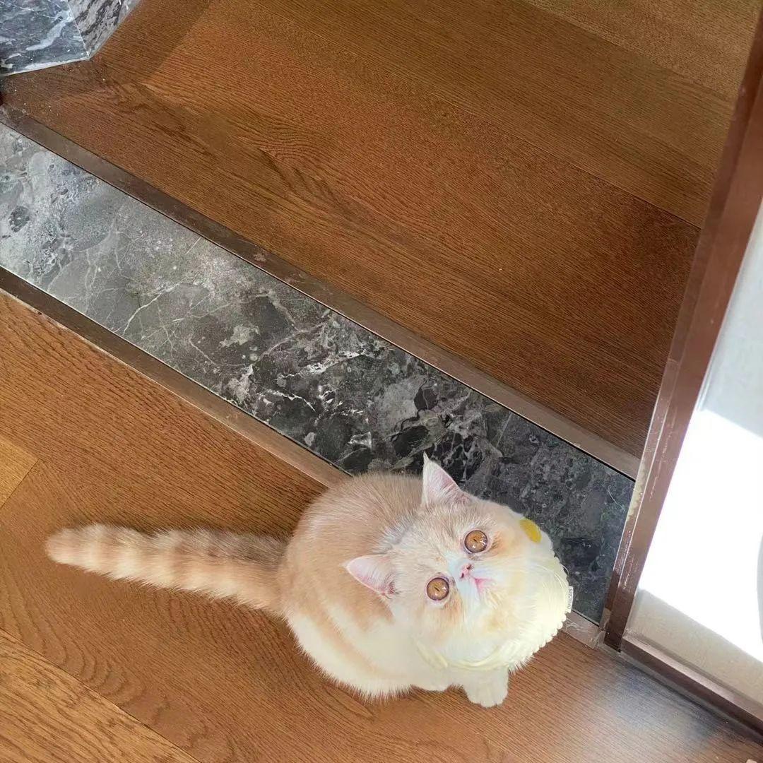 你家猫耳朵突然掉 雪花 ？新手必看处理指南