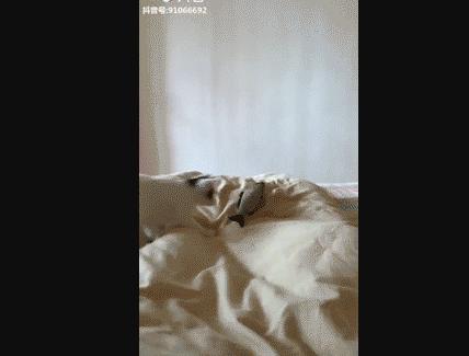 猫咪眼睑外翻真的会失明吗？