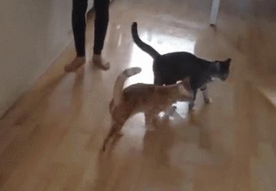 第一次看猫咪电影该怎么选才不会翻车？