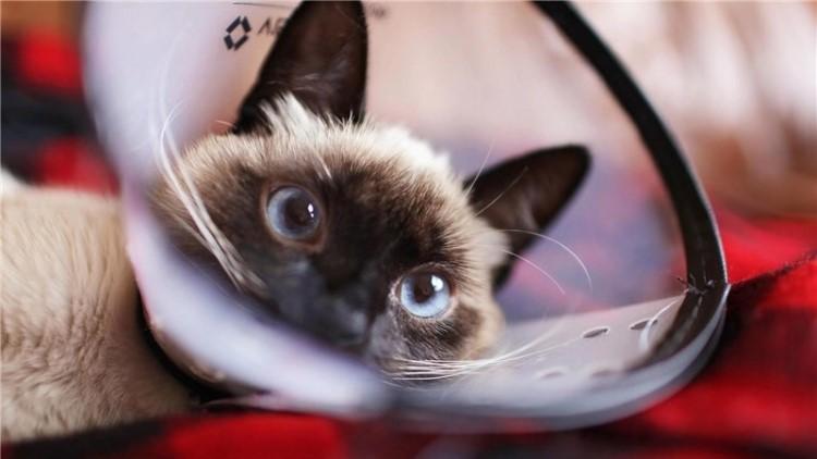 给主子喂虾肉会不会翻车? 给主子喂虾肉会不会翻车?