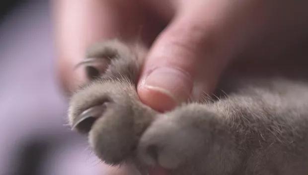 猫咪生完孩子流血正常吗? 猫咪生完孩子流血正常吗?