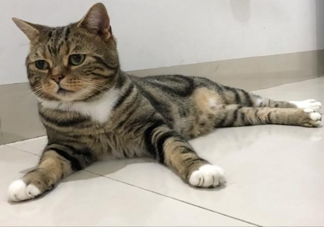 猫咪走路总打晃是缺钙吗？新手必看佝偻病防治指南