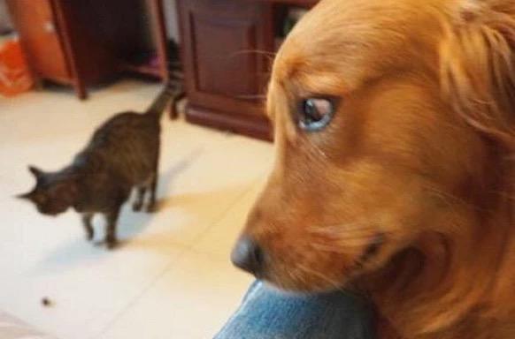 猫咪真的能生啃牛肉吗？