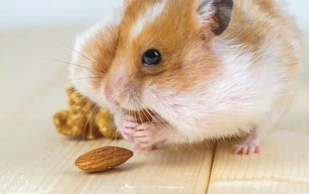 生肖三合真能决定人际关系？