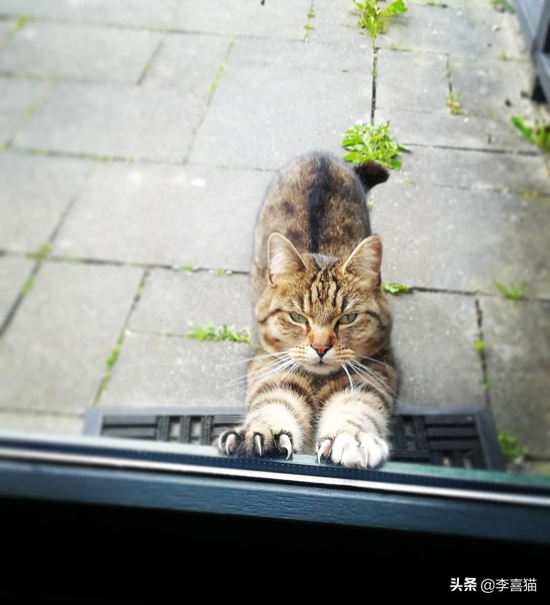 新手养猫到底该不该加微信群？