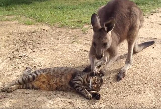 猫咪晒太阳真的越多越好吗？新手必看的避坑指南