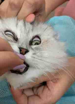 猫咪驱虫到底多久一次才科学? 猫咪驱虫到底多久一次才科学?