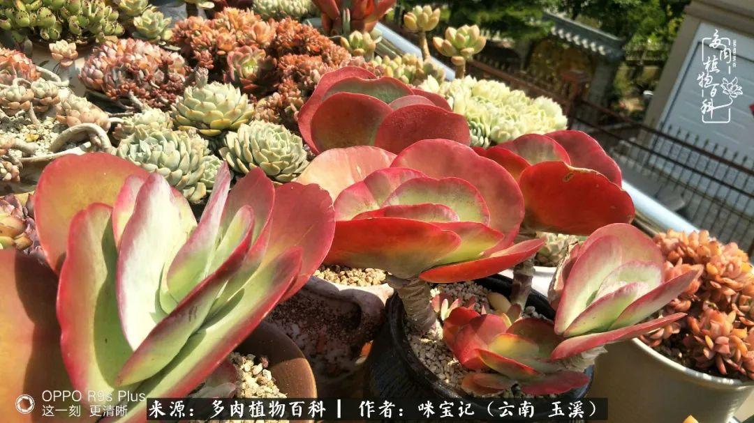 2016年11月5日入坑的新手，如何在游戏里少走弯路？