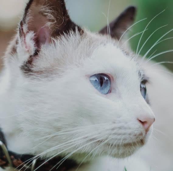 猫咪肉垫肿得像小馒头?新手该如何紧急处理? 猫咪肉垫肿得像小馒头?新手该如何紧急处理?