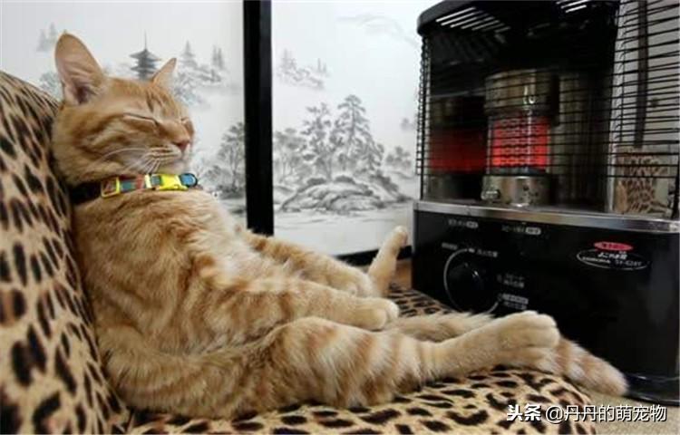 猫咪洗澡水温超过40度会烫伤主子吗? 猫咪洗澡水温超过40度会烫伤主子吗?