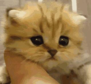 猫咪搬新家真的会抑郁吗？