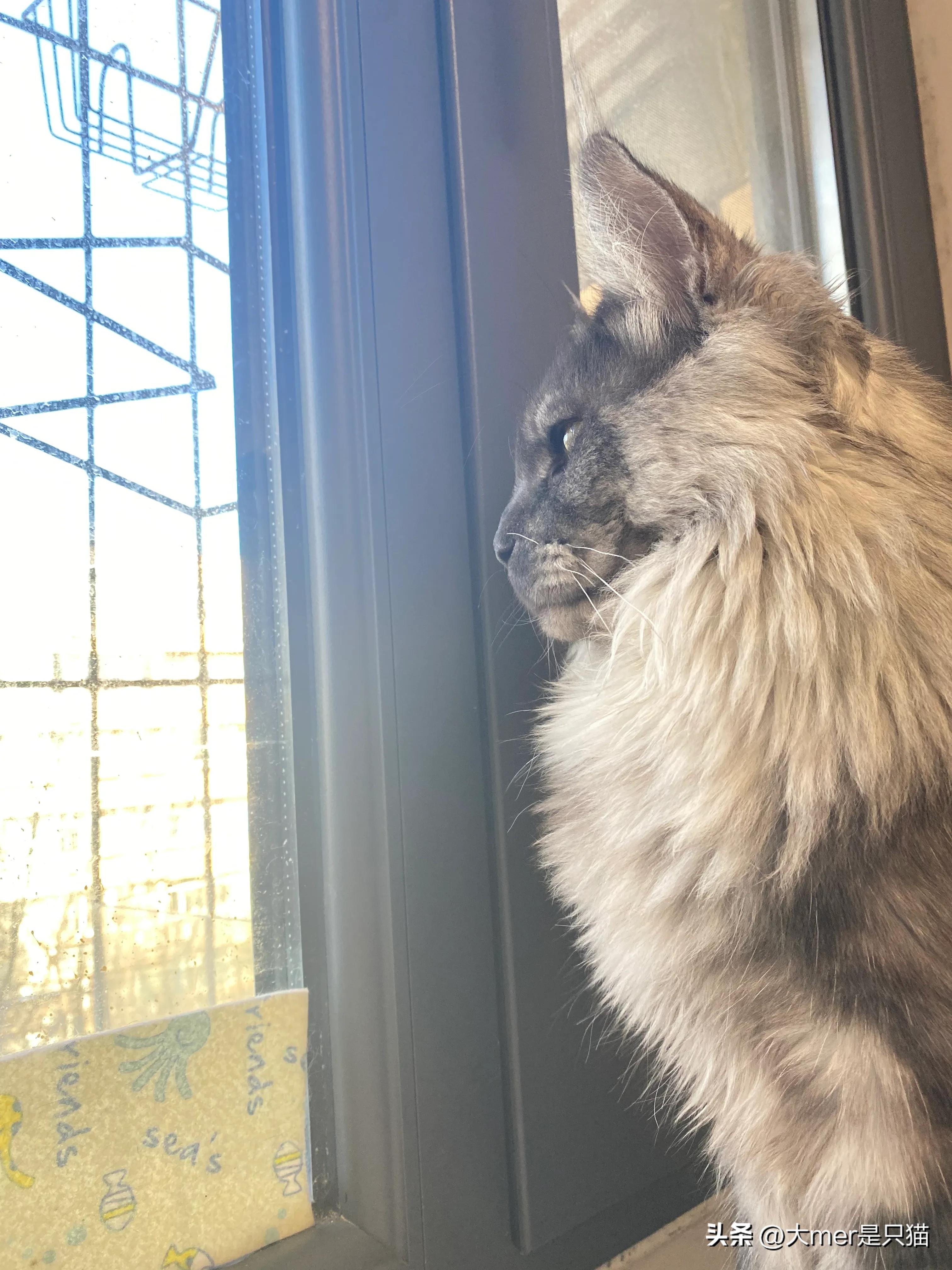 猫咪长期软便总不好?可能是这六个原因在作怪! 猫咪长期软便总不好?可能是这六个原因在作怪!