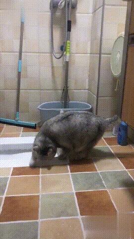 你家猫最近总往厕所跑？当心它在用身体发求救信号！