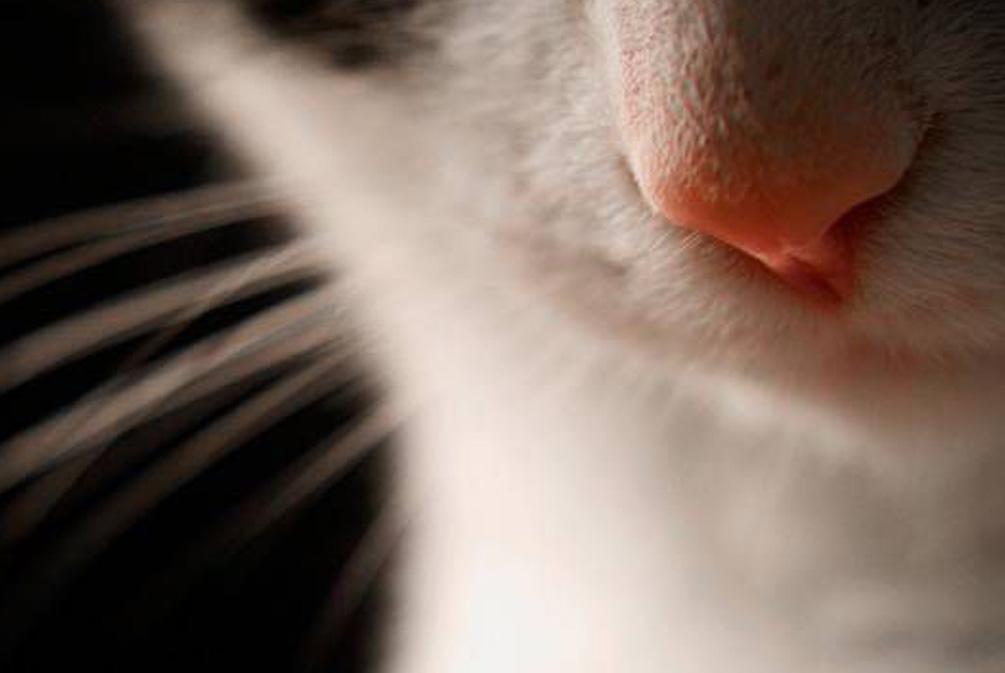 猫咪眼睛长了息肉会自己消失吗? 猫咪眼睛长了息肉会自己消失吗?