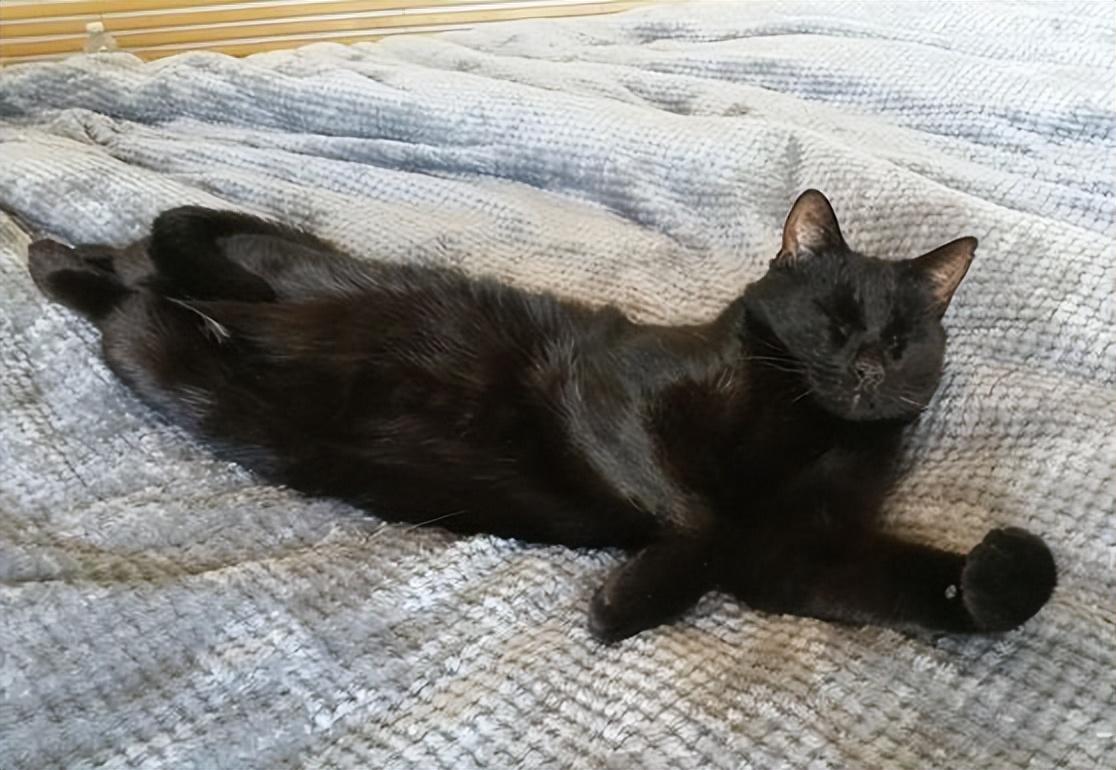 猫咪突然不吃不喝该咋整？