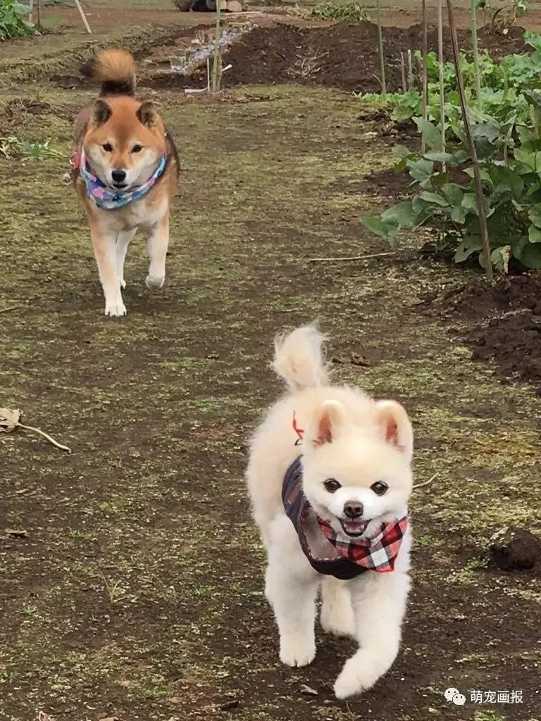 锋范报价怎样省5000元？看懂费用构成避坑指南