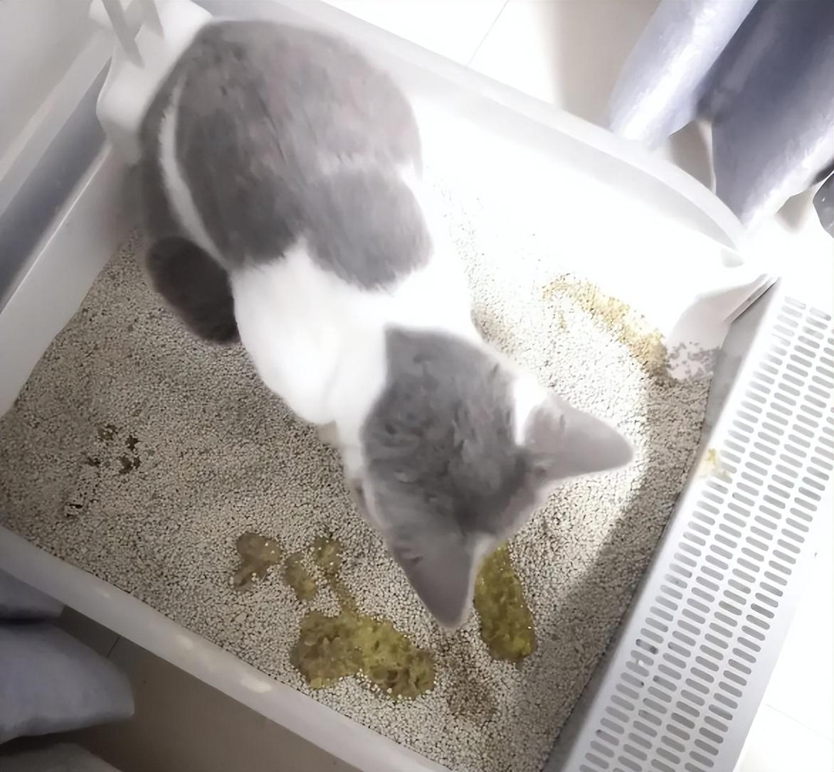 新手养猫该收藏哪些靠谱网站？