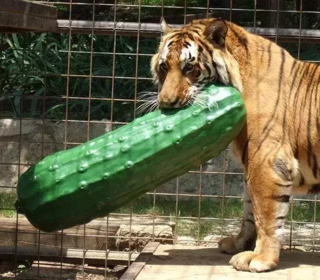 在智利圣地亚哥不会西语怎么活下去? 在智利圣地亚哥不会西语怎么活下去?