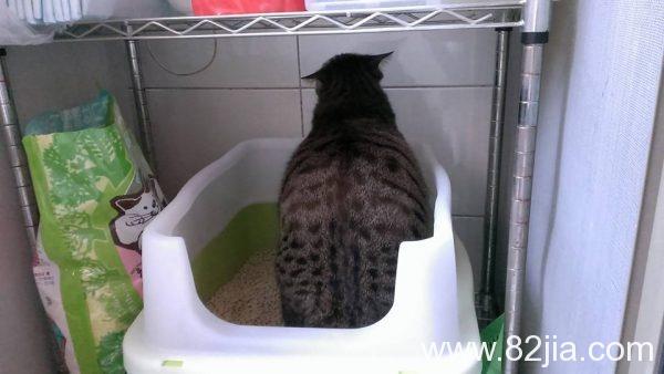 猫咪总挠耳朵是寄生虫作怪吗？