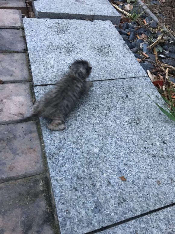 小奶猫的叫声到底在表达什么? 小奶猫的叫声到底在表达什么?