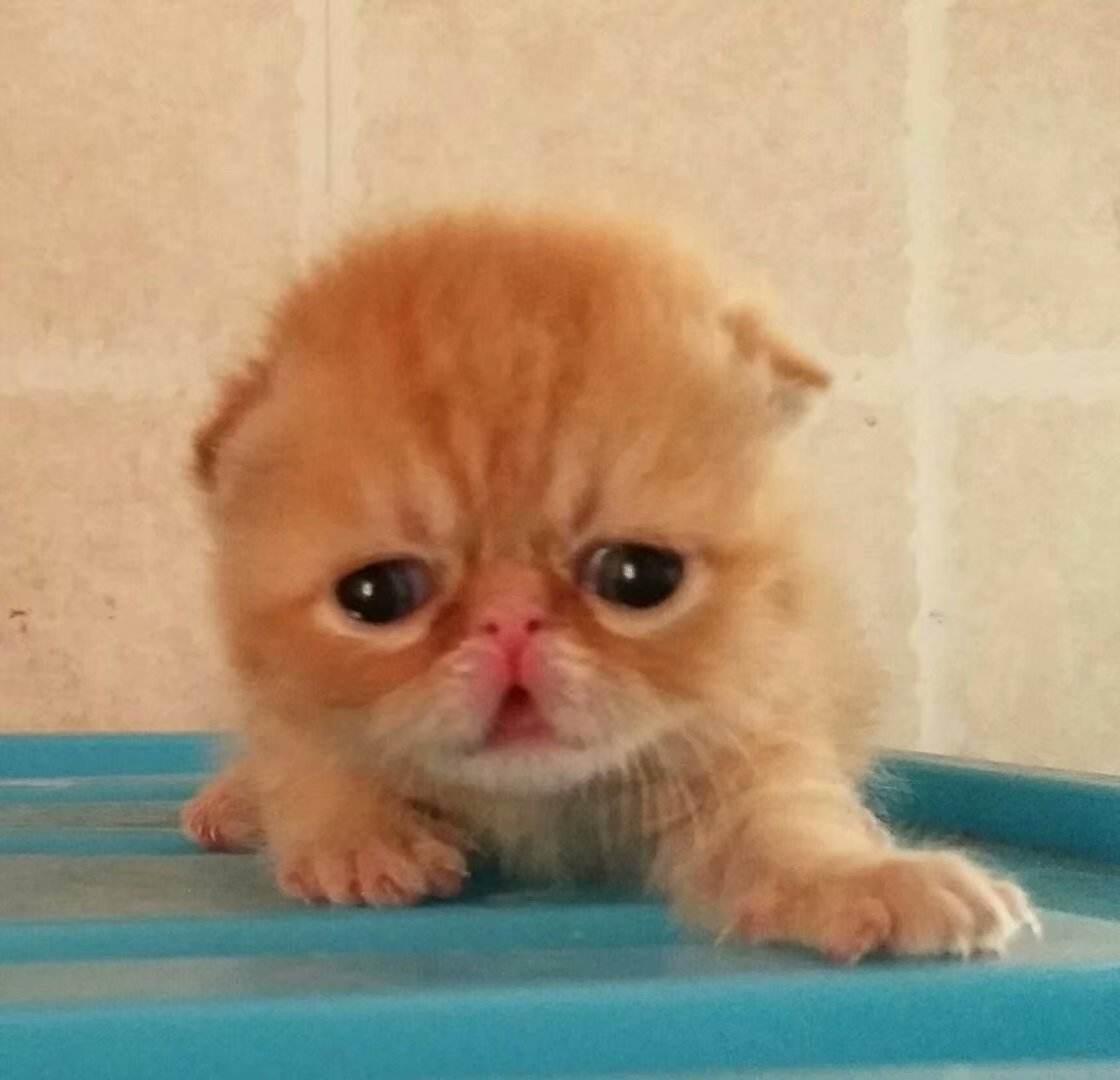 猫咪掉胡子是生病的前兆吗？这6种情况必须马上送医！