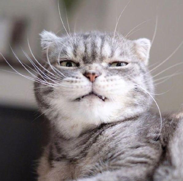 新版猫咪视频隐藏了多少你还没发现的玩法? 新版猫咪视频隐藏了多少你还没发现的玩法?