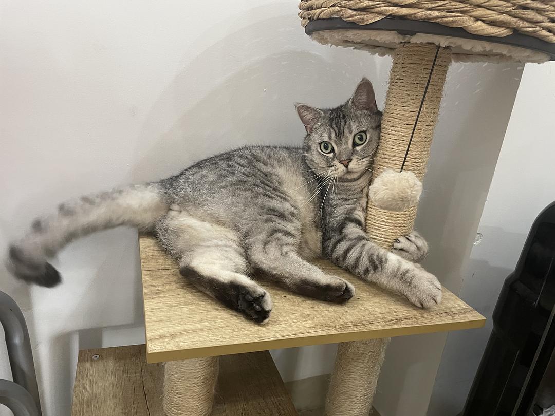 两个月大的幼猫为什么总在半夜跑酷？