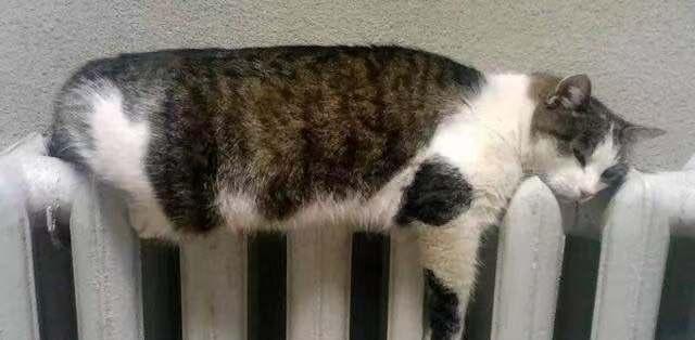 猫咪发抖是撒娇还是生病了？