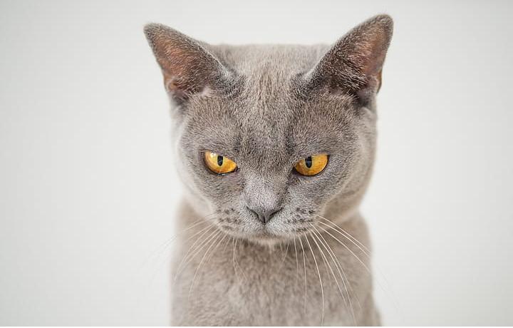 你家猫主子为啥总把刚吃的粮吐一地? 你家猫主子为啥总把刚吃的粮吐一地?