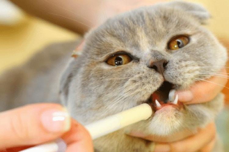 猫咪突然拉稀带血是怎么回事？