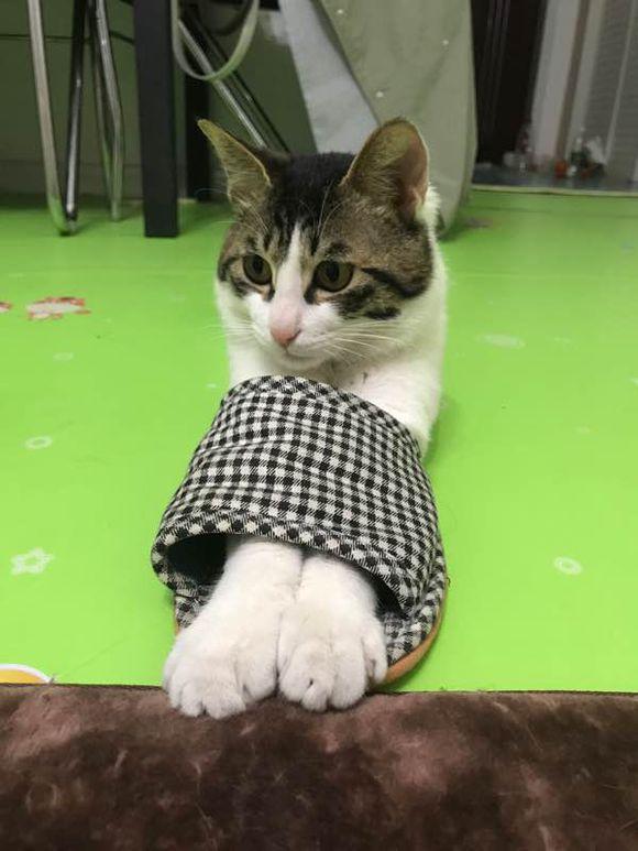 你家娃唱小猫咪上学校总是跑调？