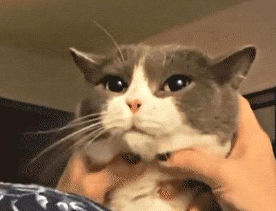 为什么你总写不出有灵魂的猫主子? 为什么你总写不出有灵魂的猫主子?