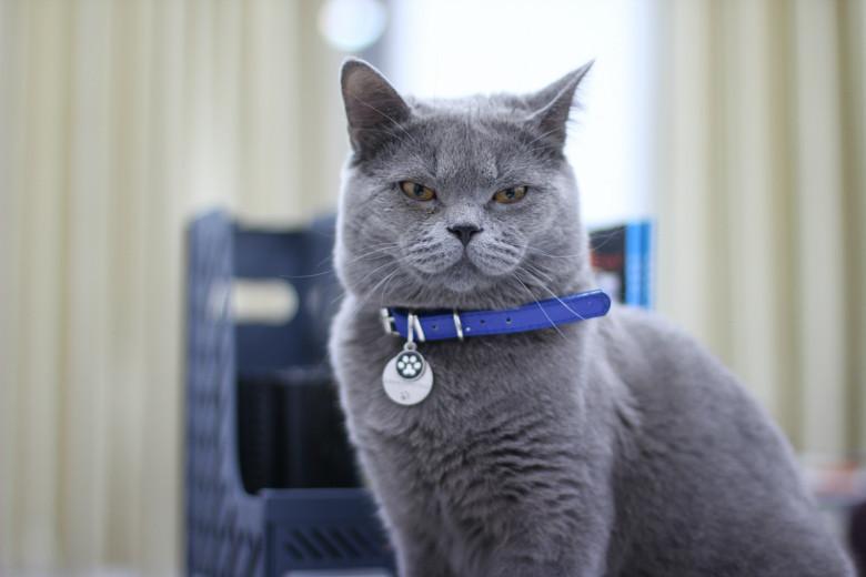 猫咪总在沙发被单上撒尿怎么办? 猫咪总在沙发被单上撒尿怎么办?