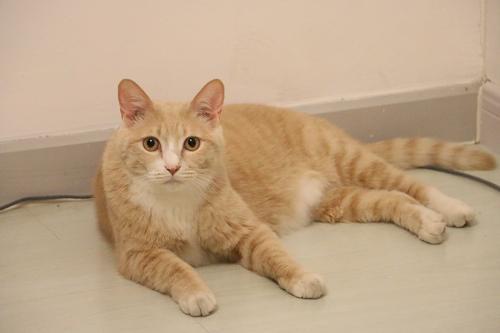 为什么养猫新手都在搜 www猫咪 ? 为什么养猫新手都在搜 www猫咪 ?