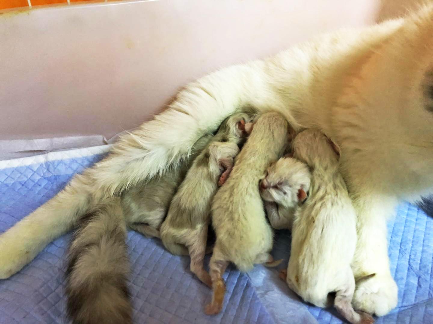 猫咪要生了？新手如何正确接生？