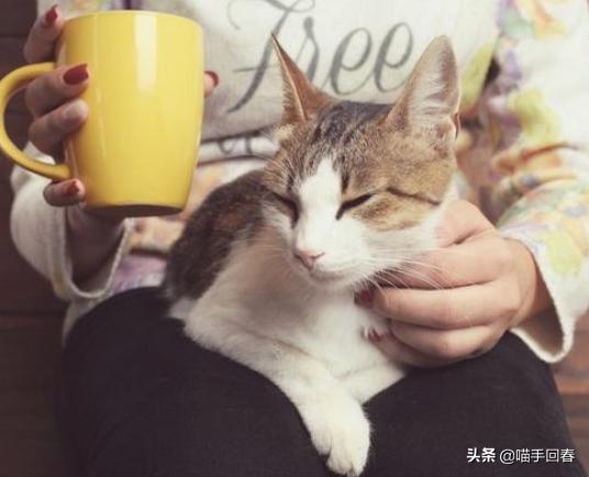 你家主子享受过专业按摩服务吗？