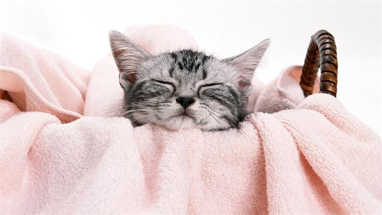 公职律师的前途探讨：政策环境与职业稳定性分析