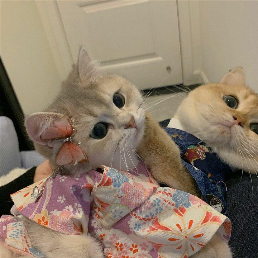 为什么成年人半夜都在刷猫咪视频? 为什么成年人半夜都在刷猫咪视频?